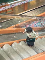 -泡泡米POPOME益智乐园(洪殿花园旗舰店)