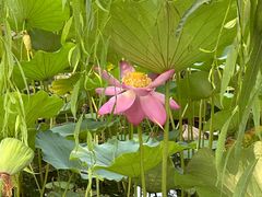 -莲花池公园