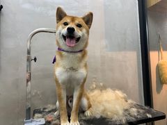 -PETKIT小佩宠物·低压洗护(国顺东路店)