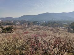 -香雪海