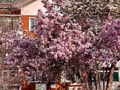 -天津五大道文化旅游区