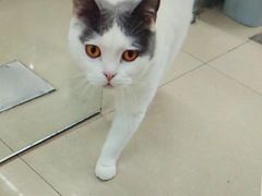 -瑞派动物医院·猫专科·至诚(江南中分院)