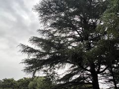-上海共青森林公园