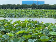 -荷塘月色湿地公园·向阳花洲