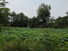 -鱼凫人家
