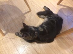 -Pets First伊珊娜洗护·精致美容·家庭式寄养(新会路店)