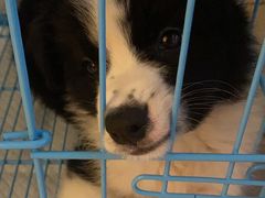 -翊宠yipet猫狗购宠庄园犬舍•猫舍