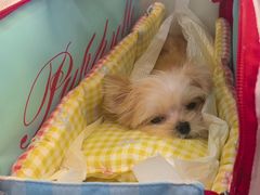 -帕帕拉兹宠物(亚洲旗舰店)