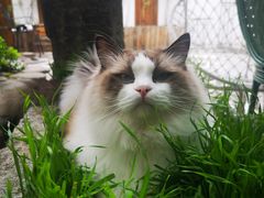 -喵屿·大理花园猫咖