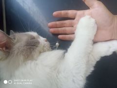 -楼上猫咖(罗湖店)