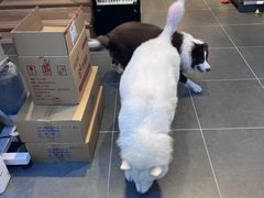 -萌兽医馆·眼科·异宠专科(三里屯店)