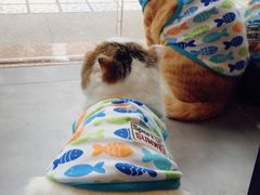 -PETKIT小佩宠物(古北店)