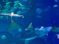 -烟台海昌鲸鲨海洋公园