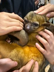 -Zoolung Zoolung动物主题公园(海信广场店)