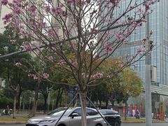 -招商蛇口邮轮母港(观光客运)