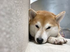 -柴务处·柴犬主题狗咖