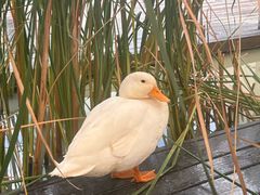 -火福·天湖阁大闸蟹博物馆主题餐厅(浅水湾店)