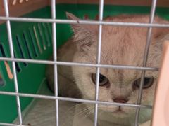 -瑞鹏宠物医院·骨科·猫科·内科(第一中心)