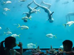 -瑞德姆美人鱼海底演艺主题餐厅(亚龙湾店)