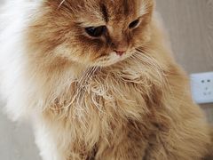 -MOCHA明星猫咖(田子坊店)