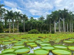 -中国科学院西双版纳热带植物园