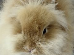 -怪兽屋·羊驼·猫咖·狗咖(俊华广场店)