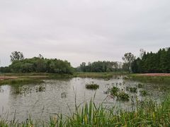 -溱湖国家湿地公园