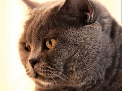 -猫咪咖啡·猫咖(万达广场店)