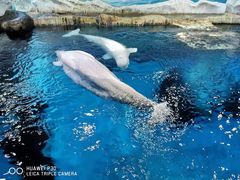 -海合安武汉极地海洋公园