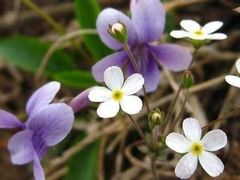 -北海金海湾红树林生态旅游区