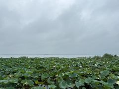 -七的湖·晚芳亭·阳澄湖农家菜·大闸蟹(莲花岛店)