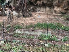 -清迈夜间动物园