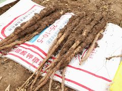 -解家河南菜(商鼎路店)