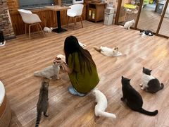 -猫的茶·猫咖