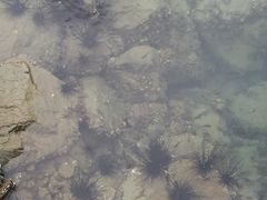 -东姑阿都拉曼海洋公园