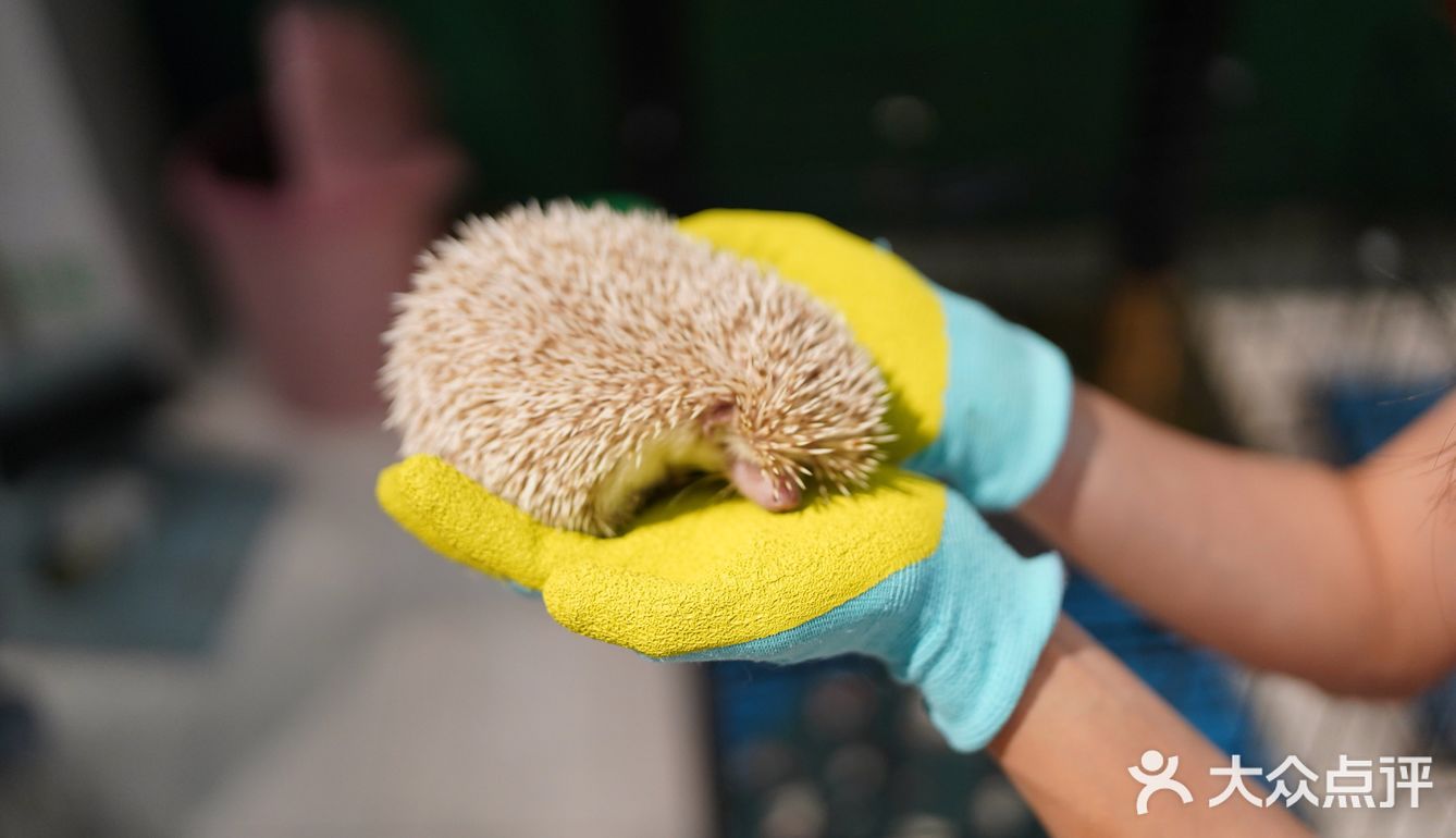 毛孩子控的福音来了