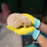 毛孩子控的福音来了