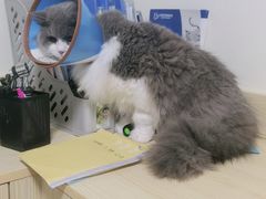 -乐派堂宠物医院·猫友好· 心脏科(东街店)