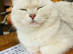 -喵屿·大理花园猫咖