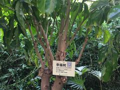 -呀路古热带植物园