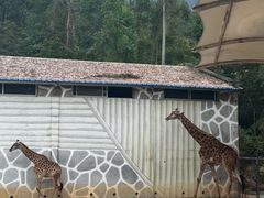 -泉州海丝野生动物世界