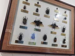 -上海昆虫博物馆