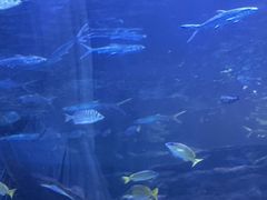 -太平洋海底世界