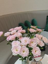 -薇薇安花系SPA