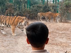 -上海野生动物园老虎餐厅