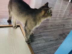 -喵屿·大理花园猫咖