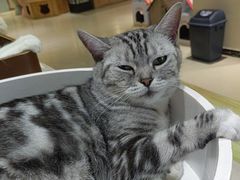 -藏猫猫咖啡主题馆(中央大道店)