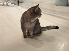 -藏猫猫咖啡主题馆(中央大道店)