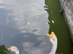 -苏州文庙(姑苏区)