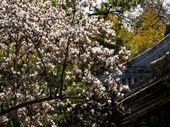 -潭柘寺景区